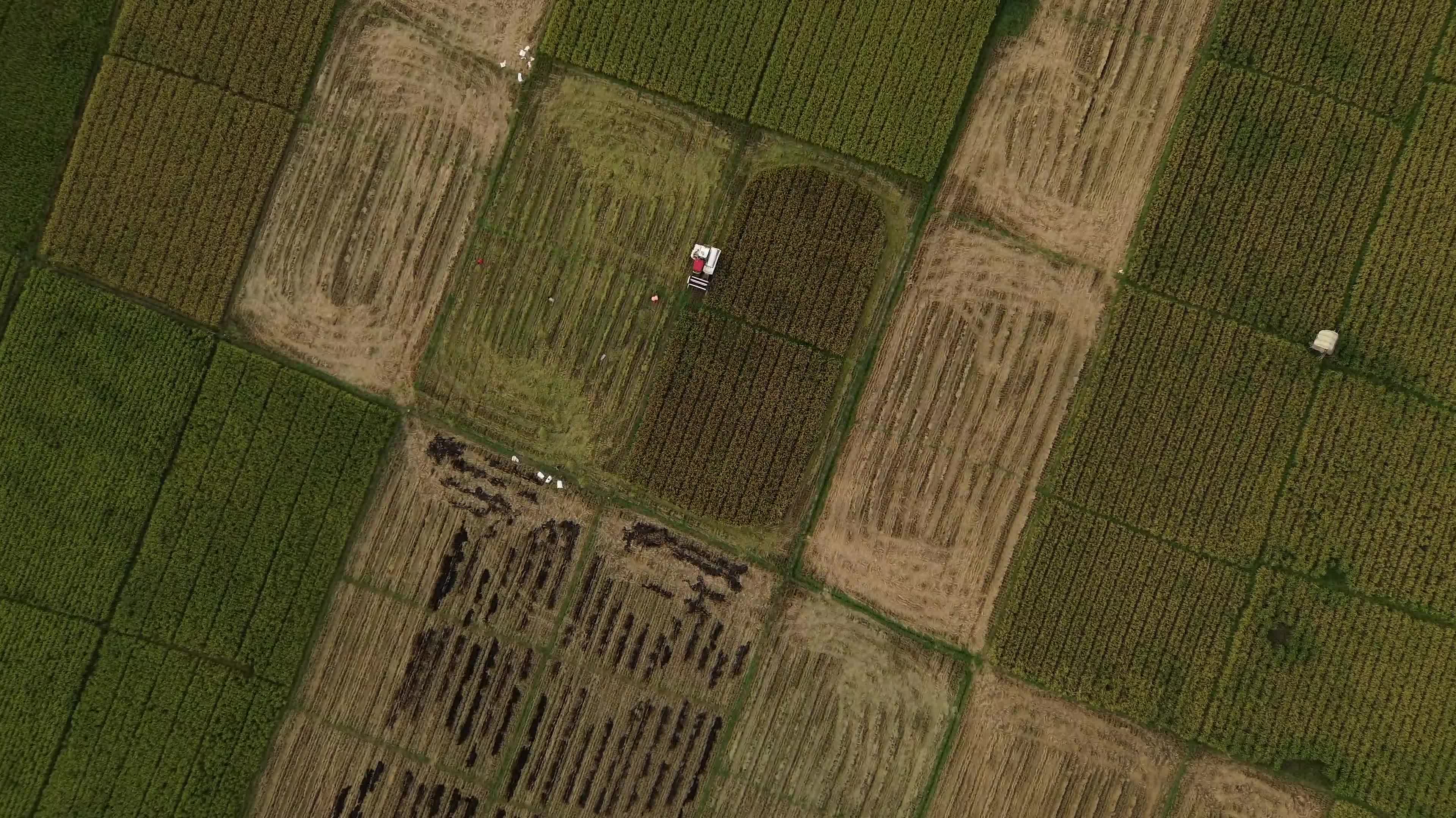 Farmers Harvest Rice in Aceh