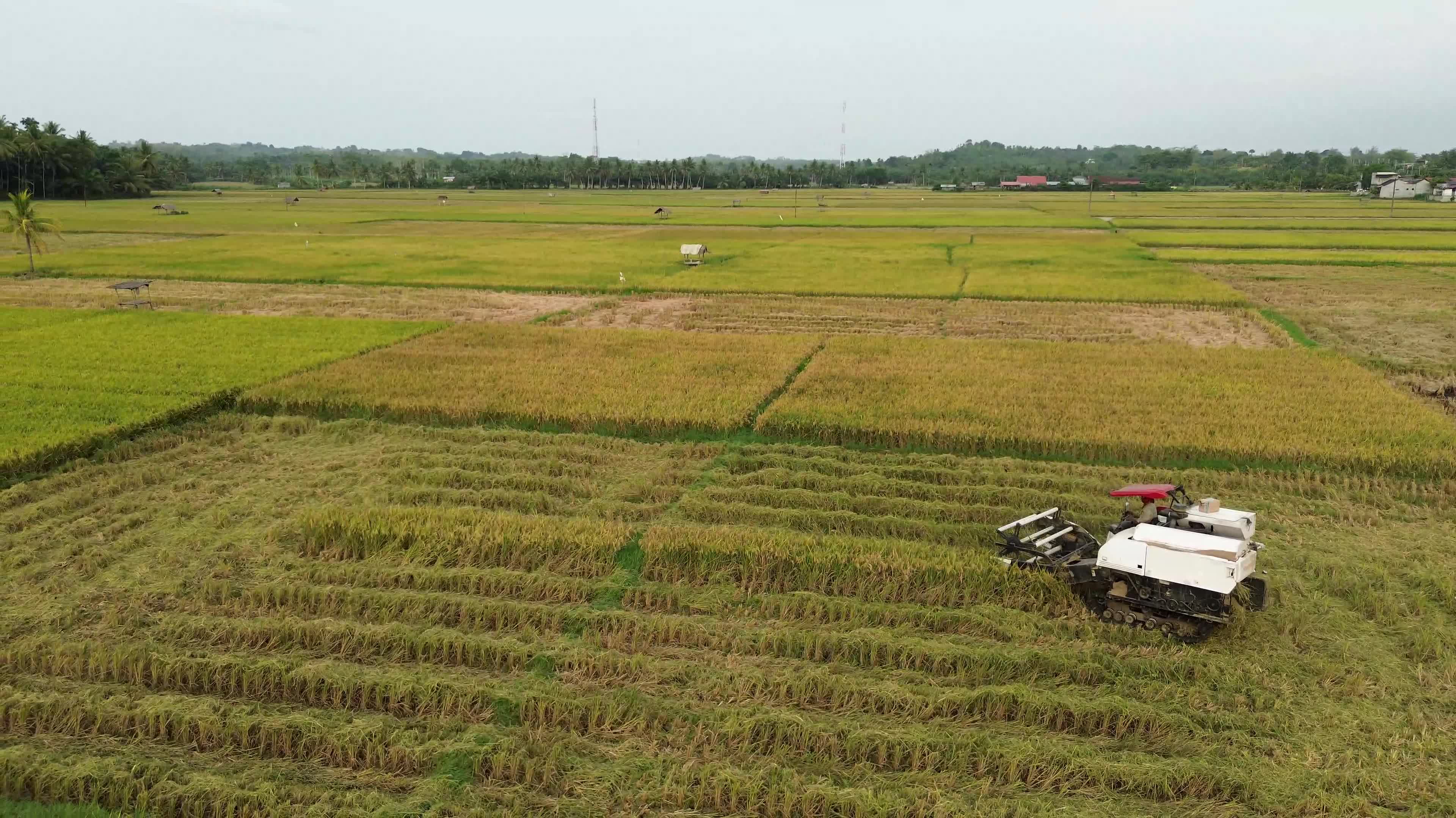 Farmers Harvest Rice in Aceh