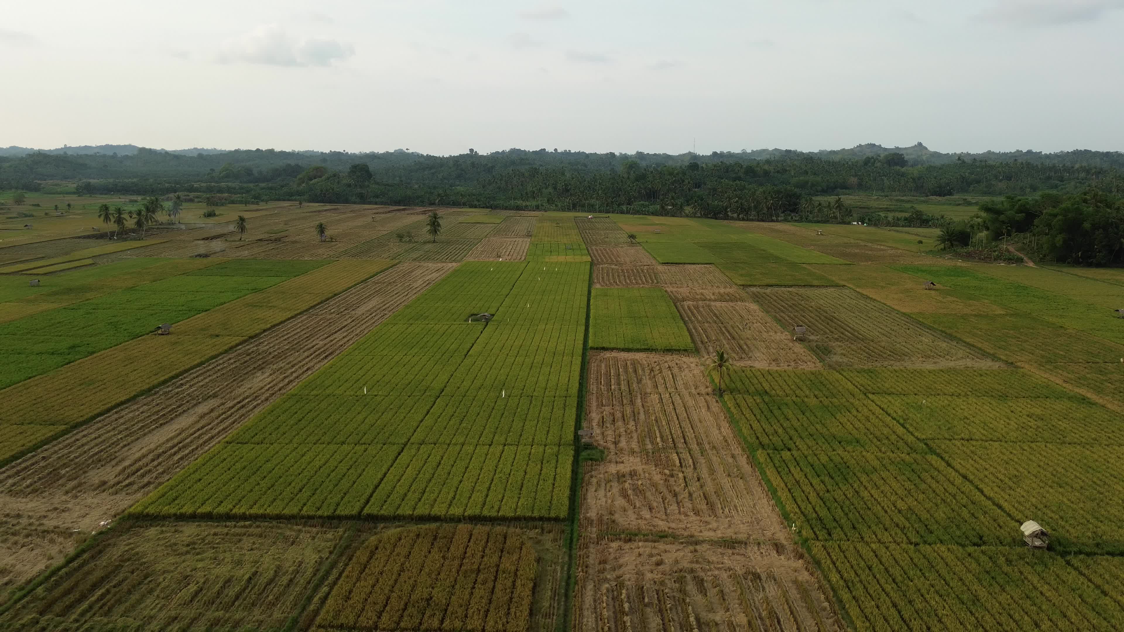 Farmers Harvest Rice in Aceh