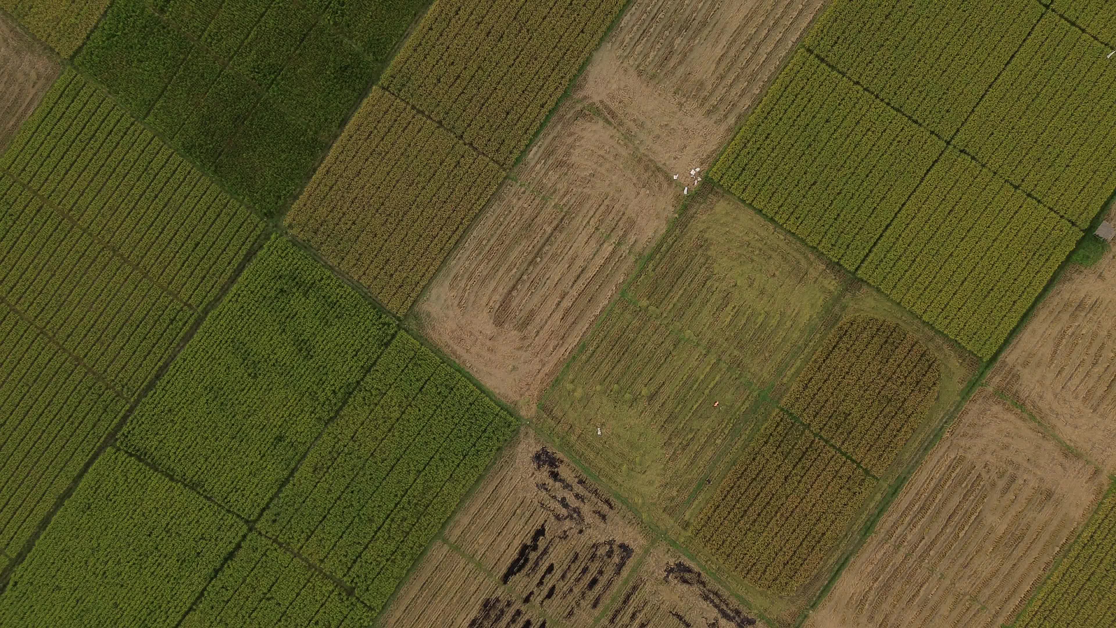 Farmers Harvest Rice in Aceh