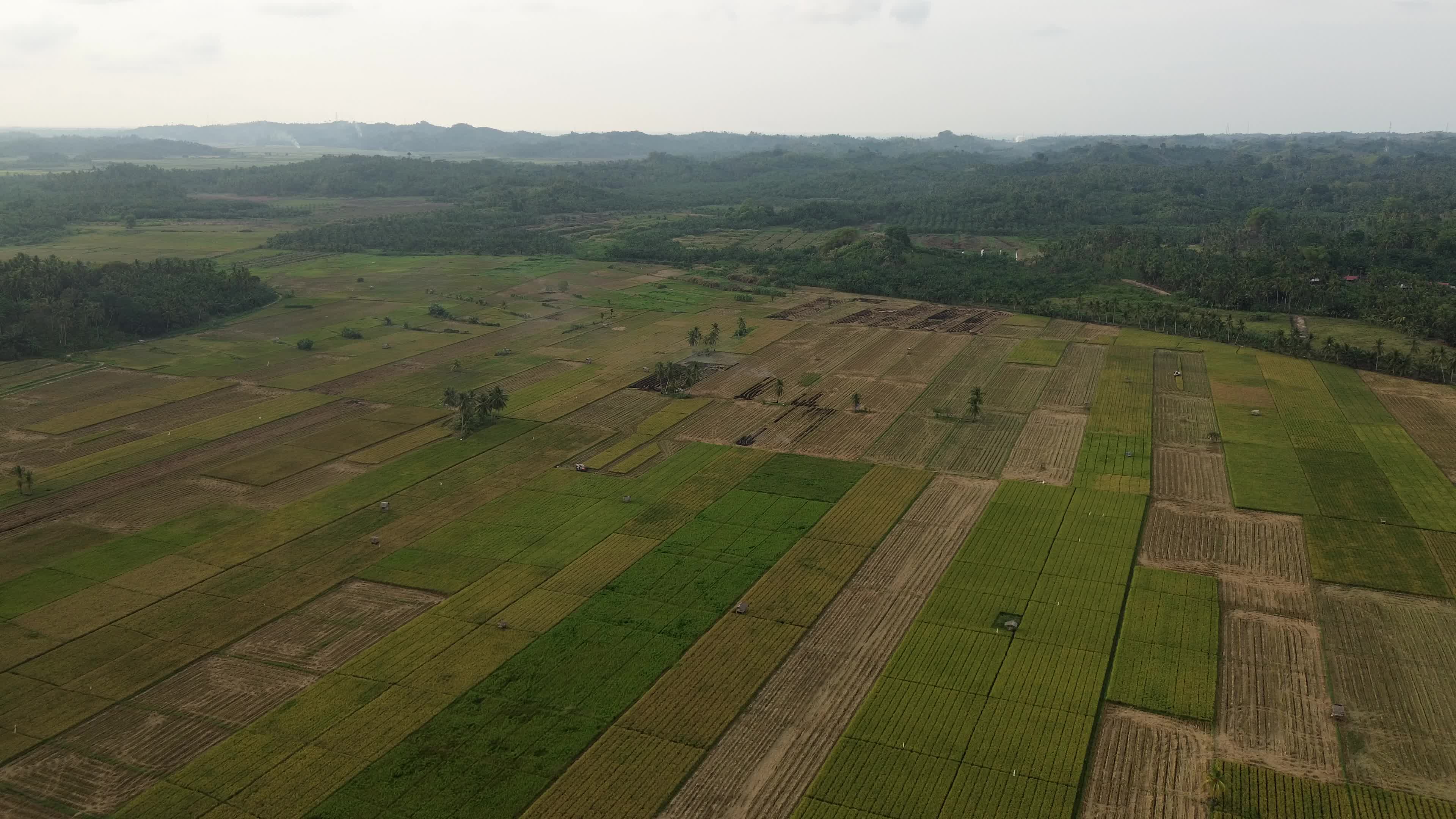 Farmers Harvest Rice in Aceh