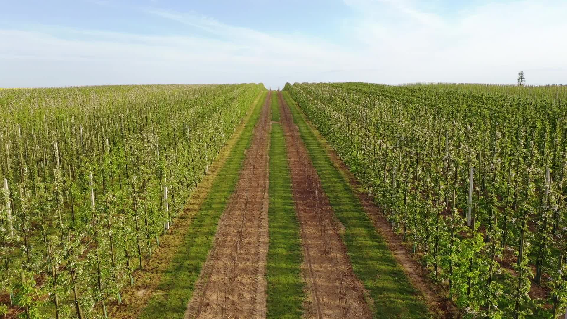 Low temperatures disrupt  the growth of fruit trees in Poland