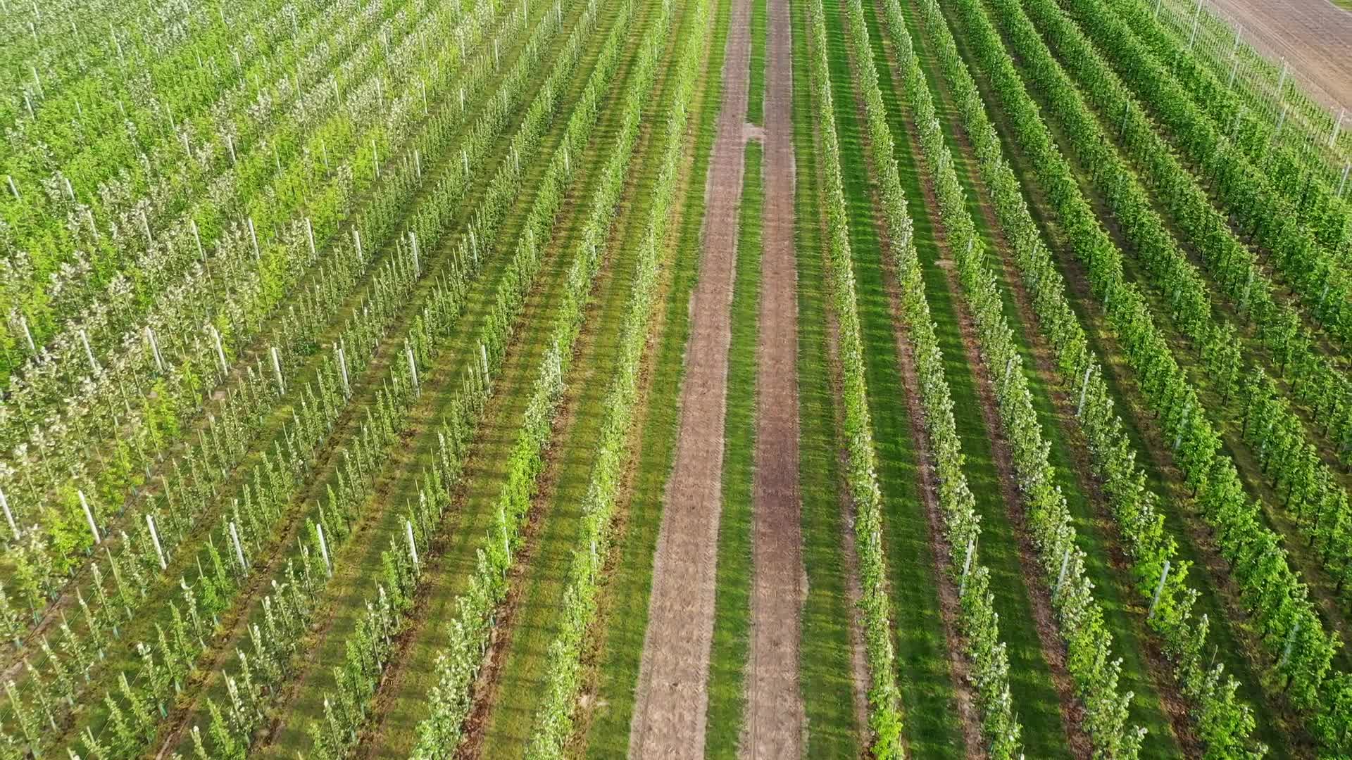 Low temperatures disrupt  the growth of fruit trees in Poland