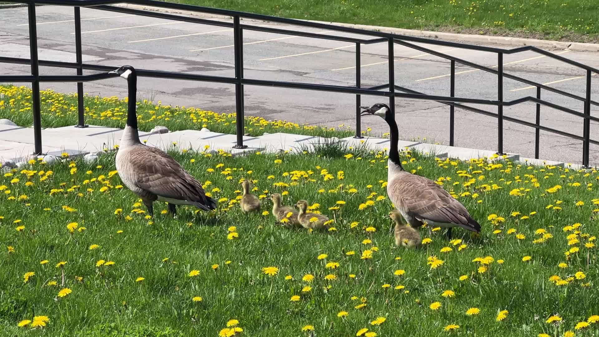 Canada Geese and goslings