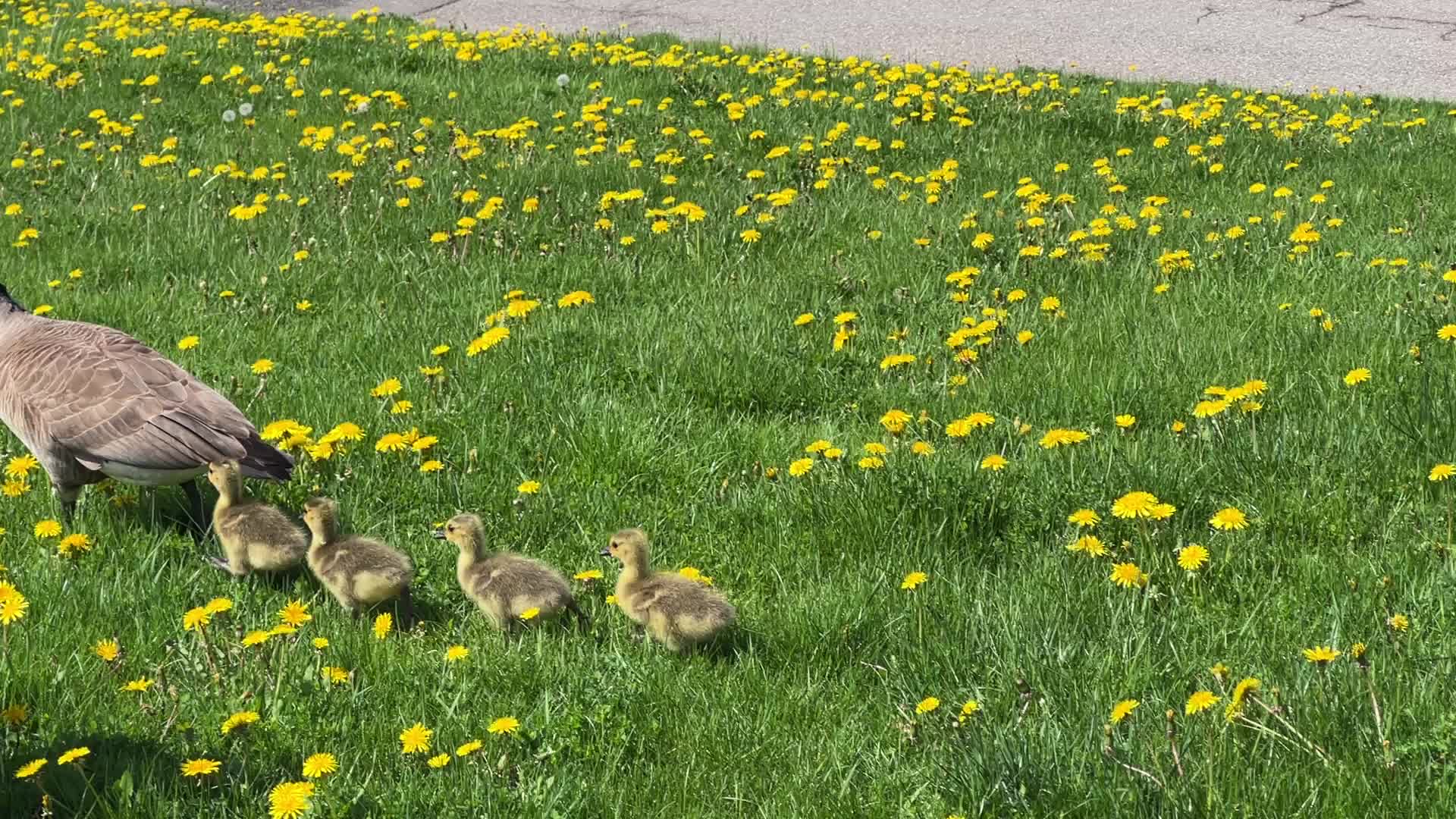 Canada Geese and goslings