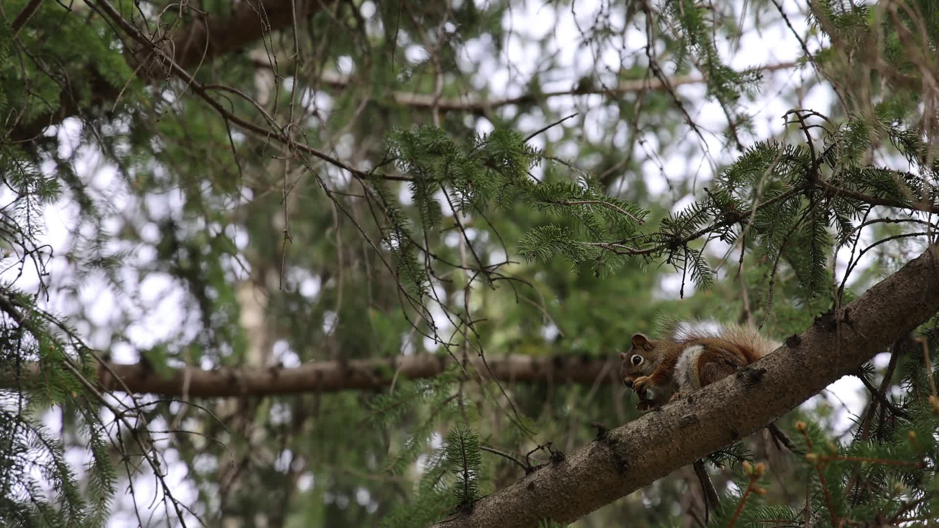 Spring season in Toronto, Canada