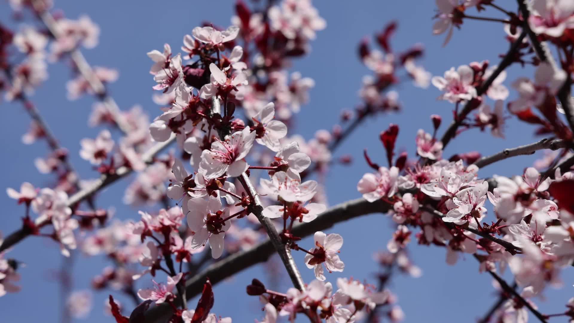 Spring season in Toronto, Canada