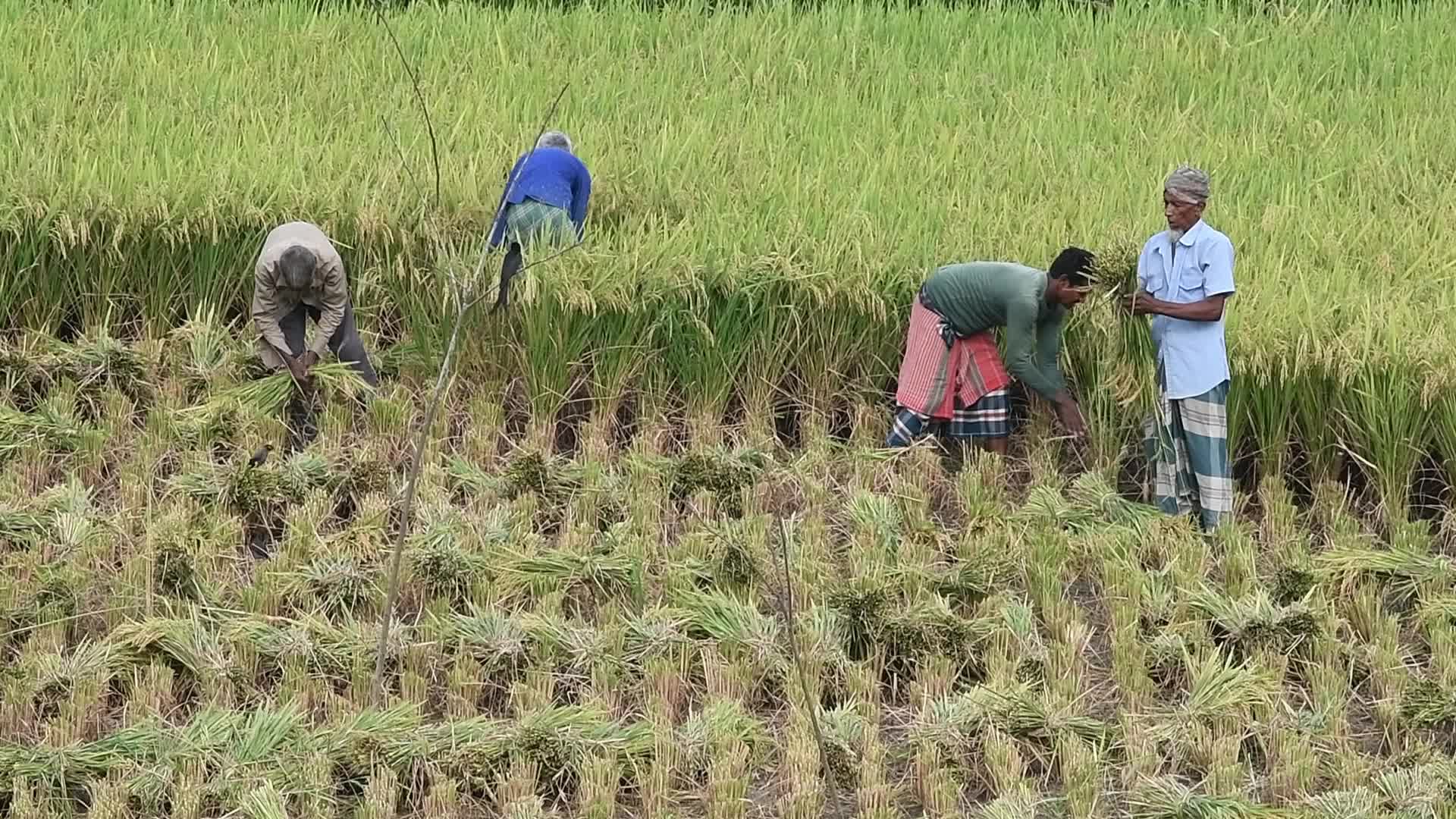 Daily life in Tangail