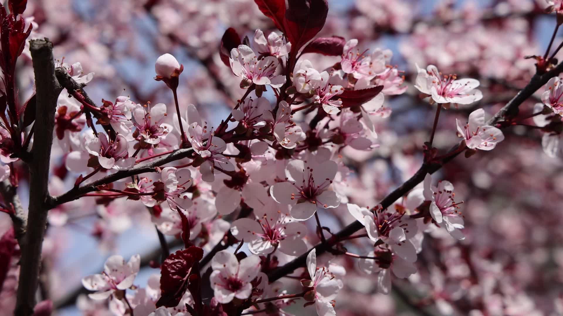 Spring season in Toronto, Canada
