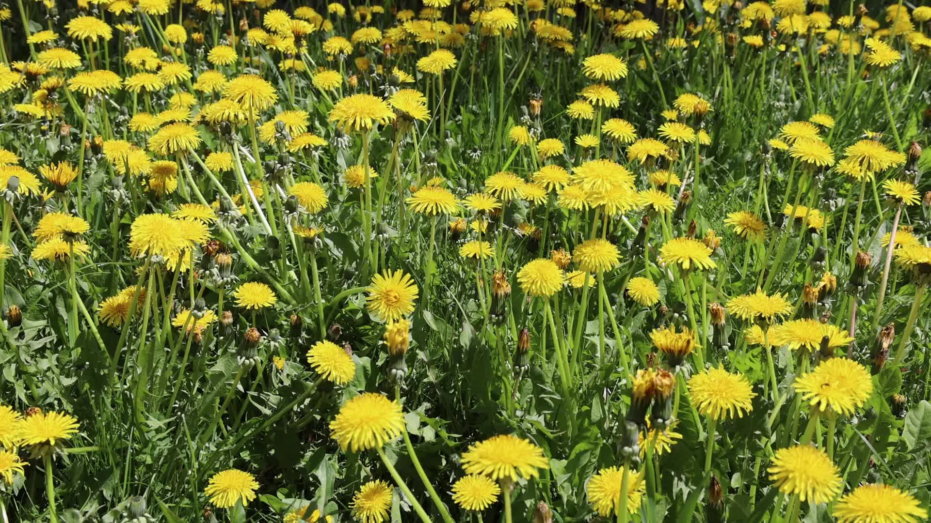 Spring season in Toronto, Canada