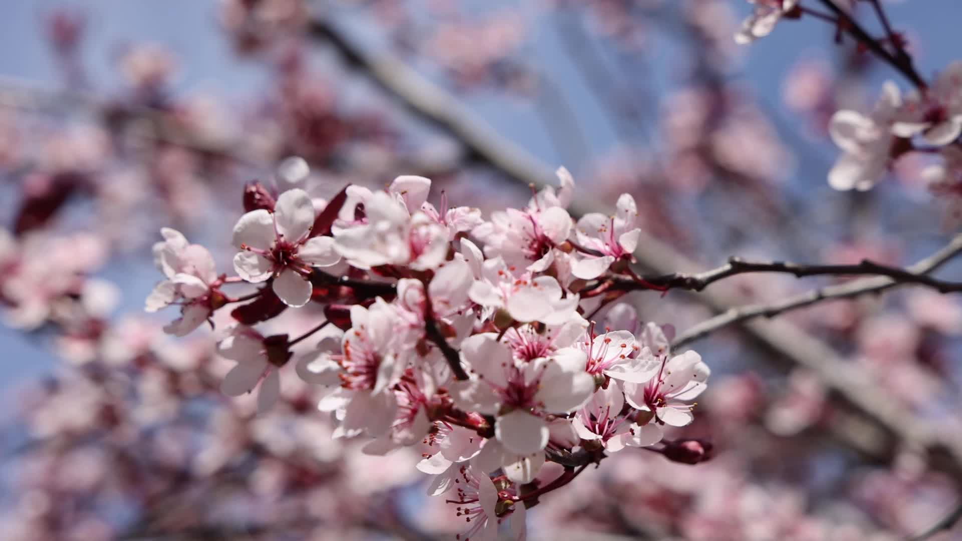 Spring season in Toronto, Canada