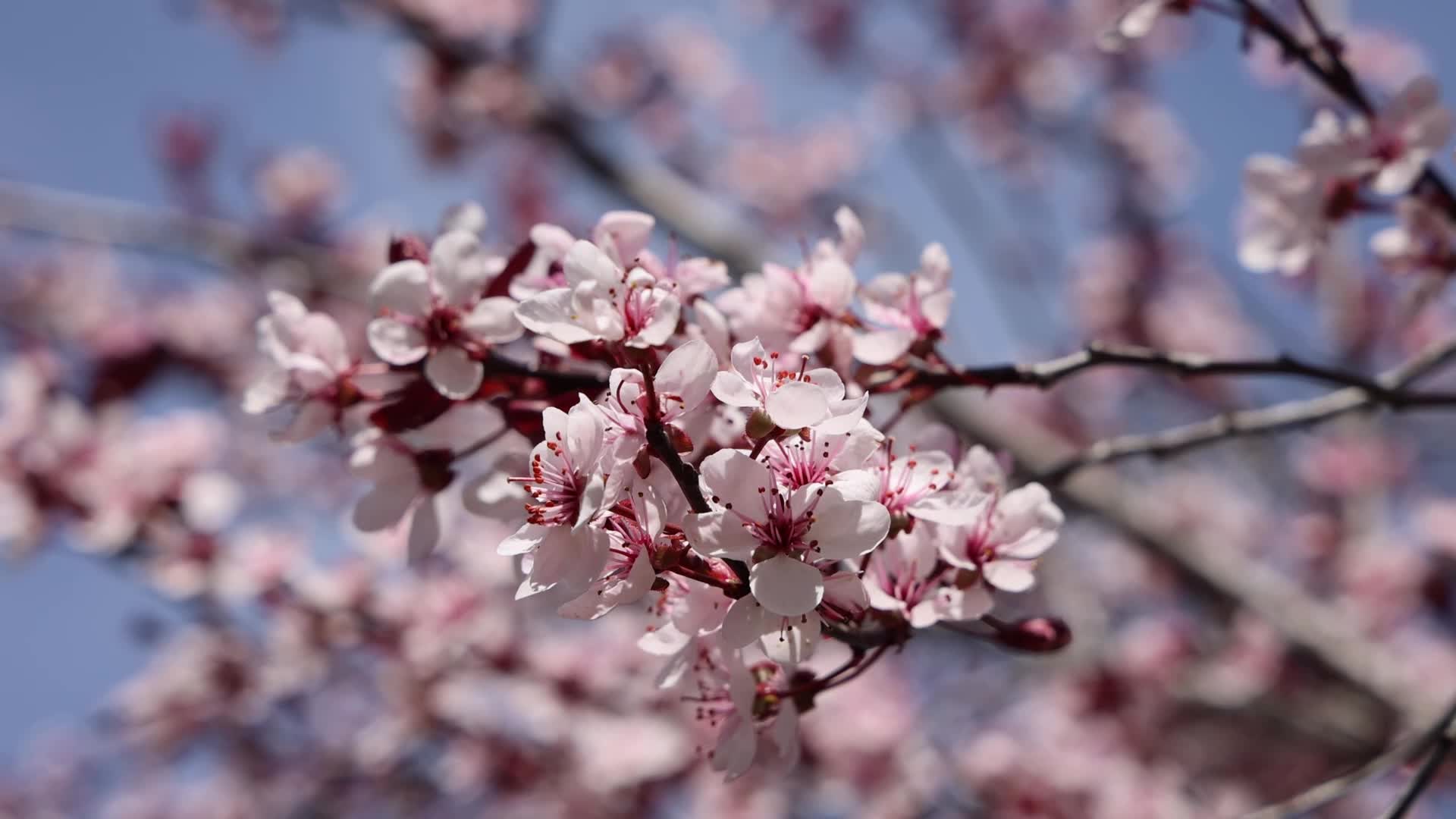 Spring season in Toronto, Canada