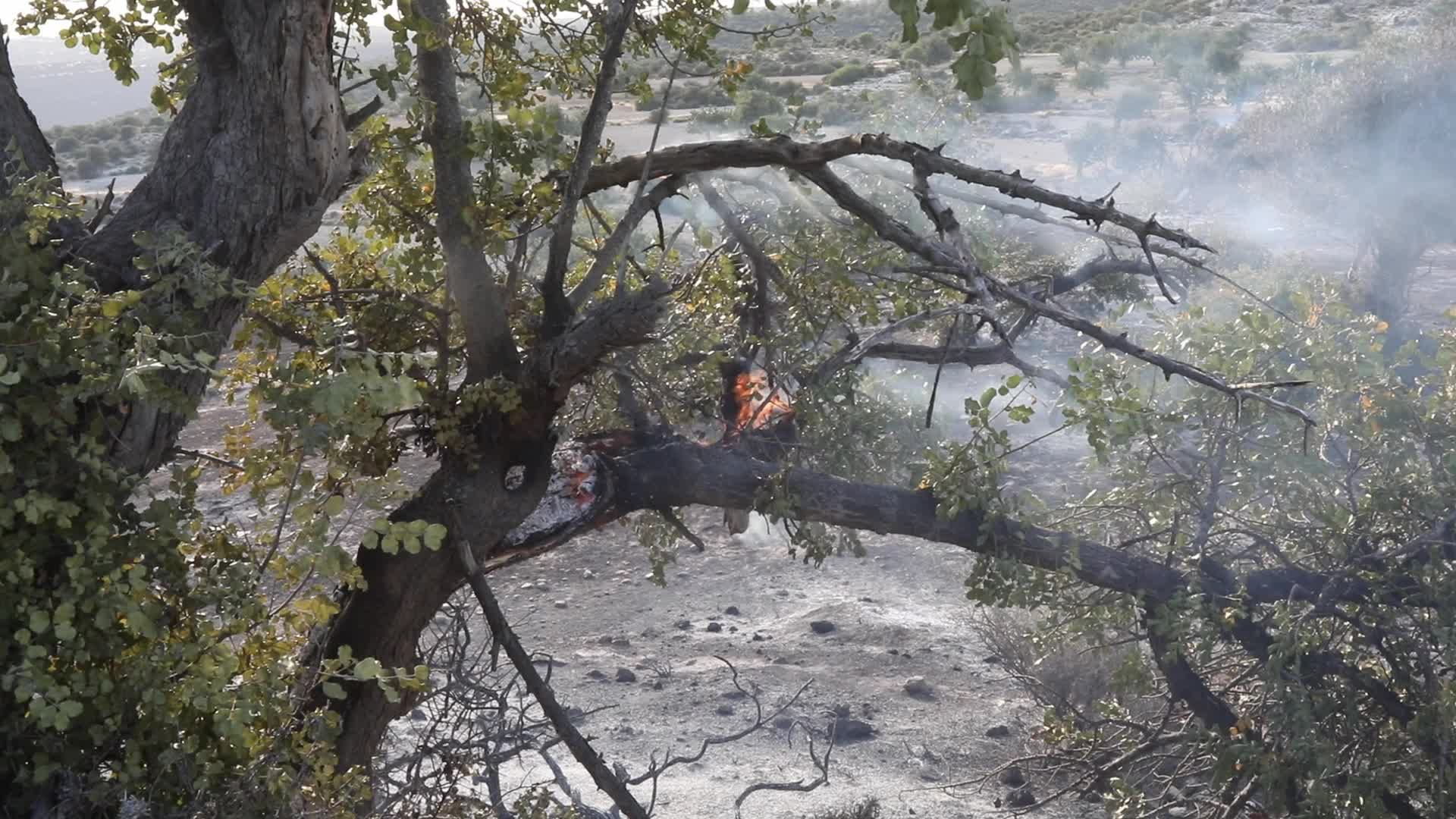 Cyprus : Wildfire in Ipsonas