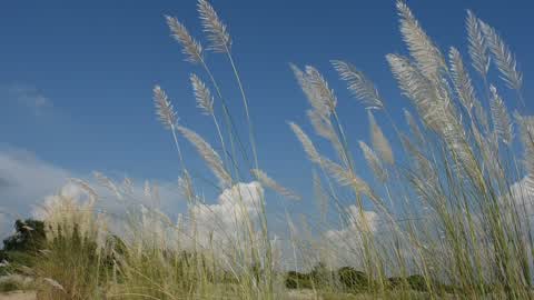 Rural landscape of West Bengal,India