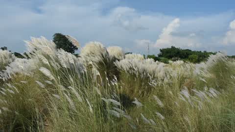Rural landscape of West Bengal,India