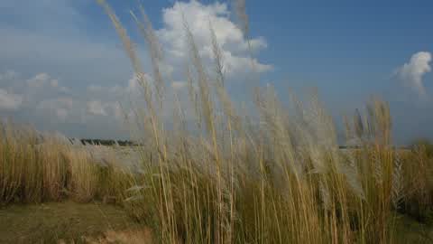 Rural landscape of West Bengal,India