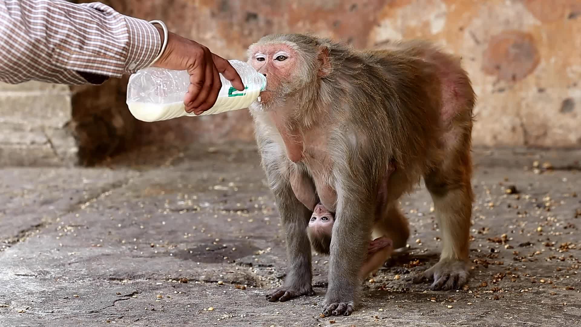 Macaques Drink Milk In Jaipur 