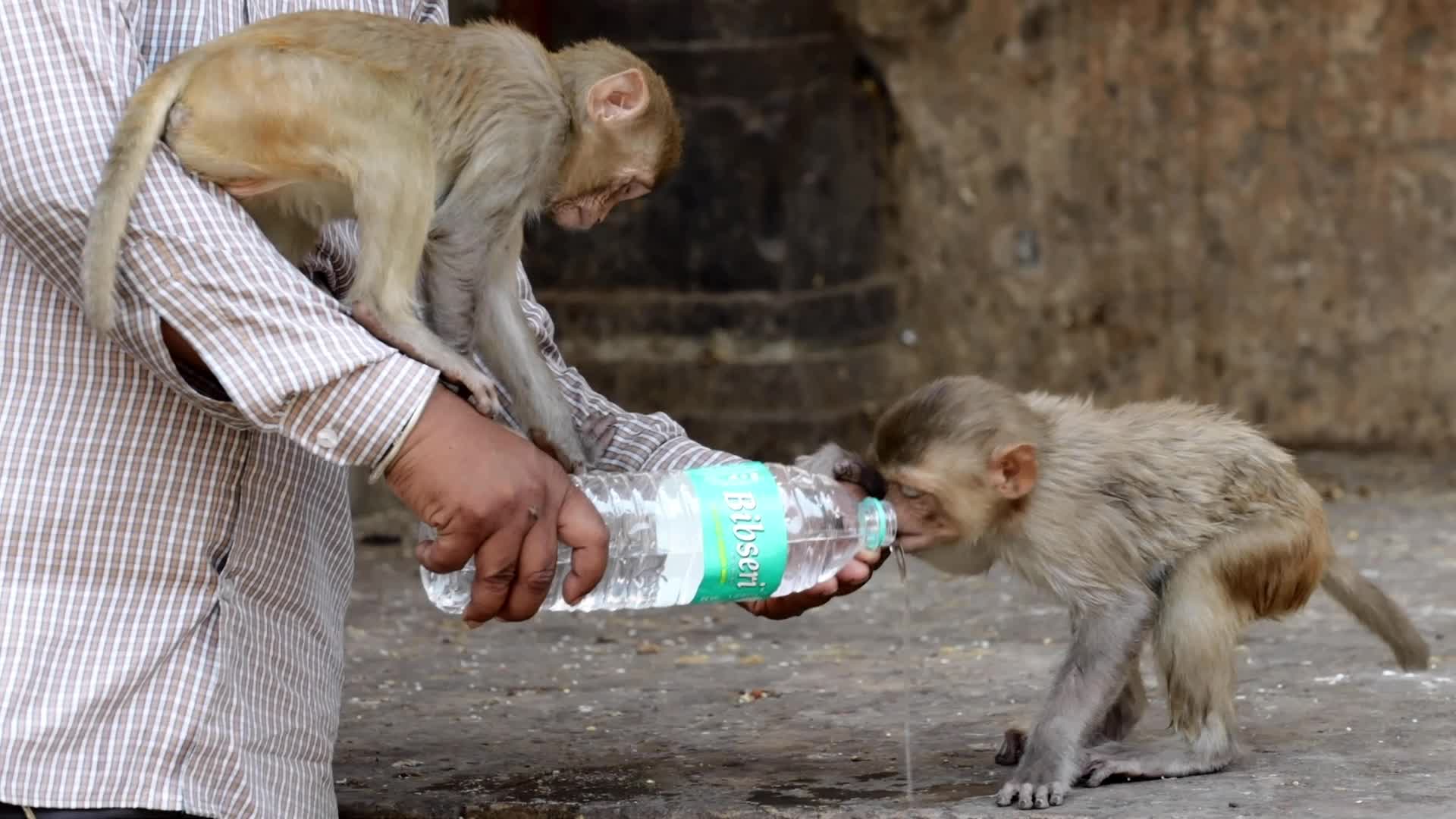 Macaques Drink Milk In Jaipur 
