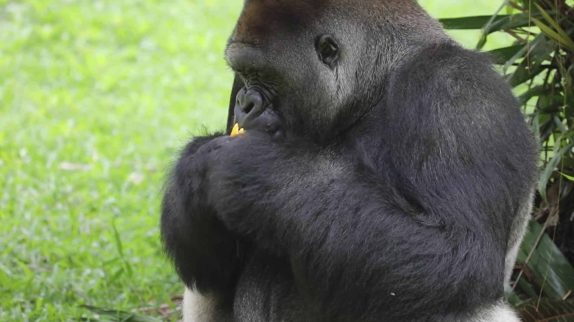 Ragunan Zoo Holds Birthday Celebration for Gorillas Kumbo and Kihi