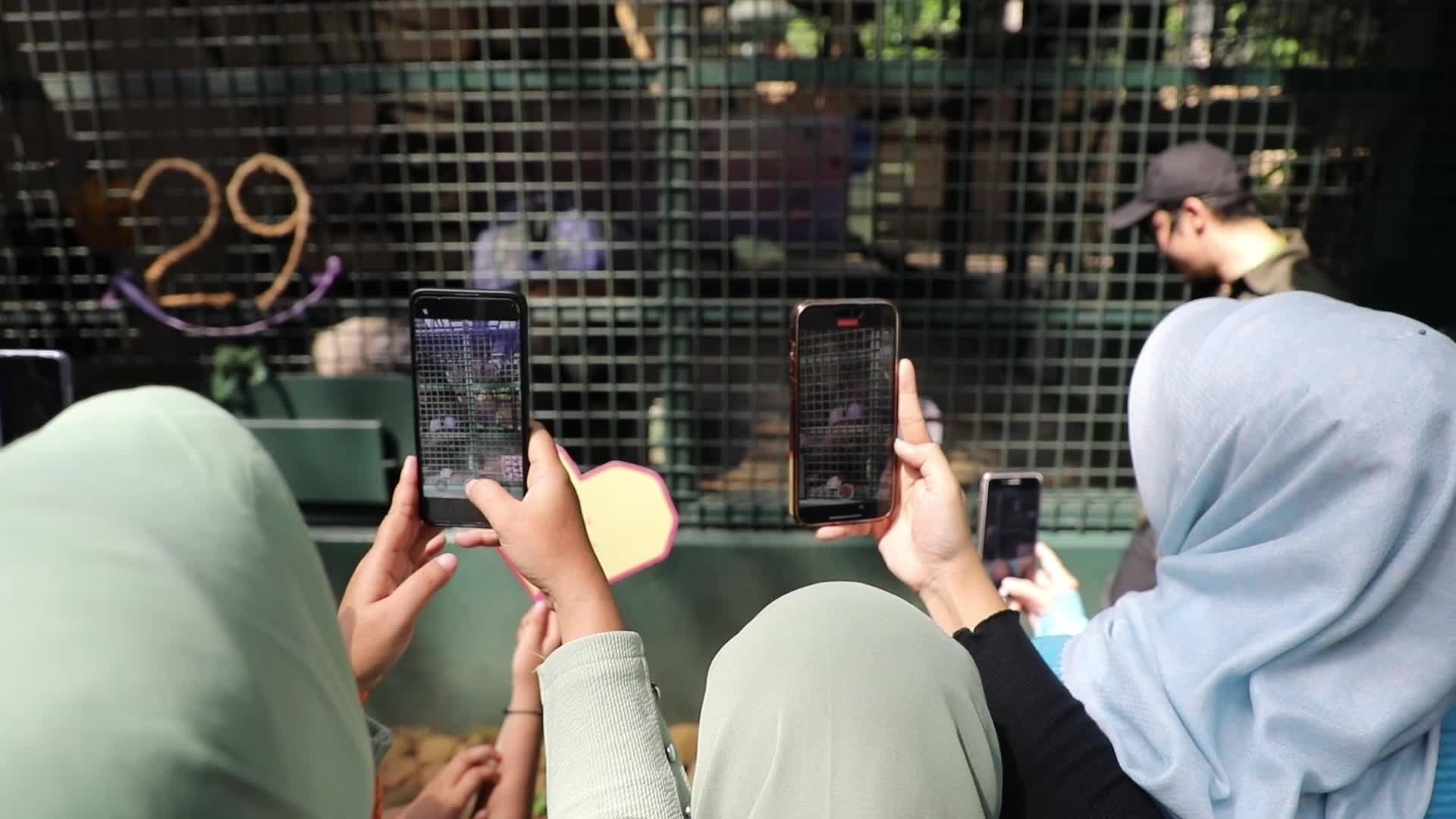 Ragunan Zoo Holds Birthday Celebration for Gorillas Kumbo and Kihi