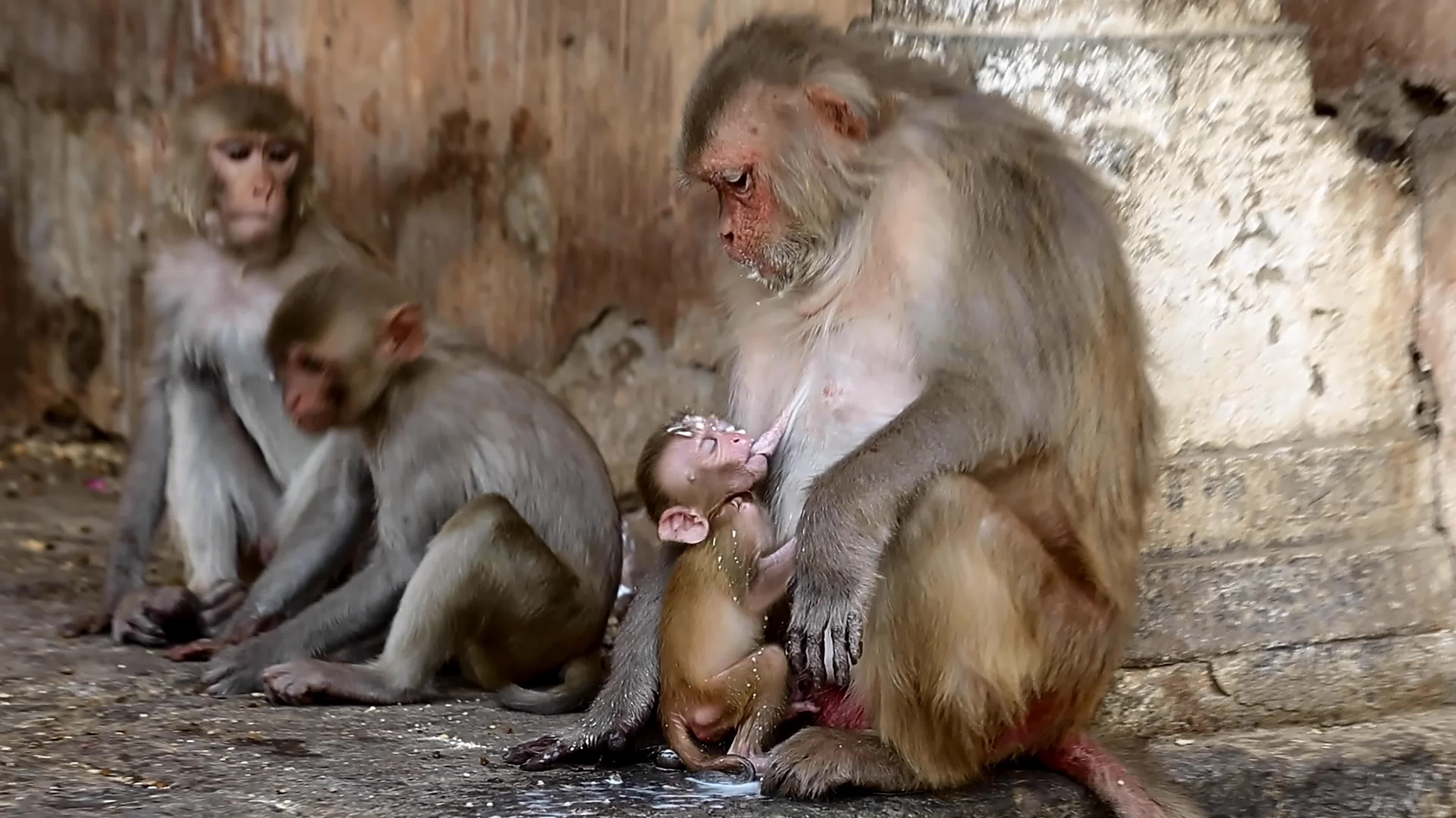 Macaques Drink Milk In Jaipur 