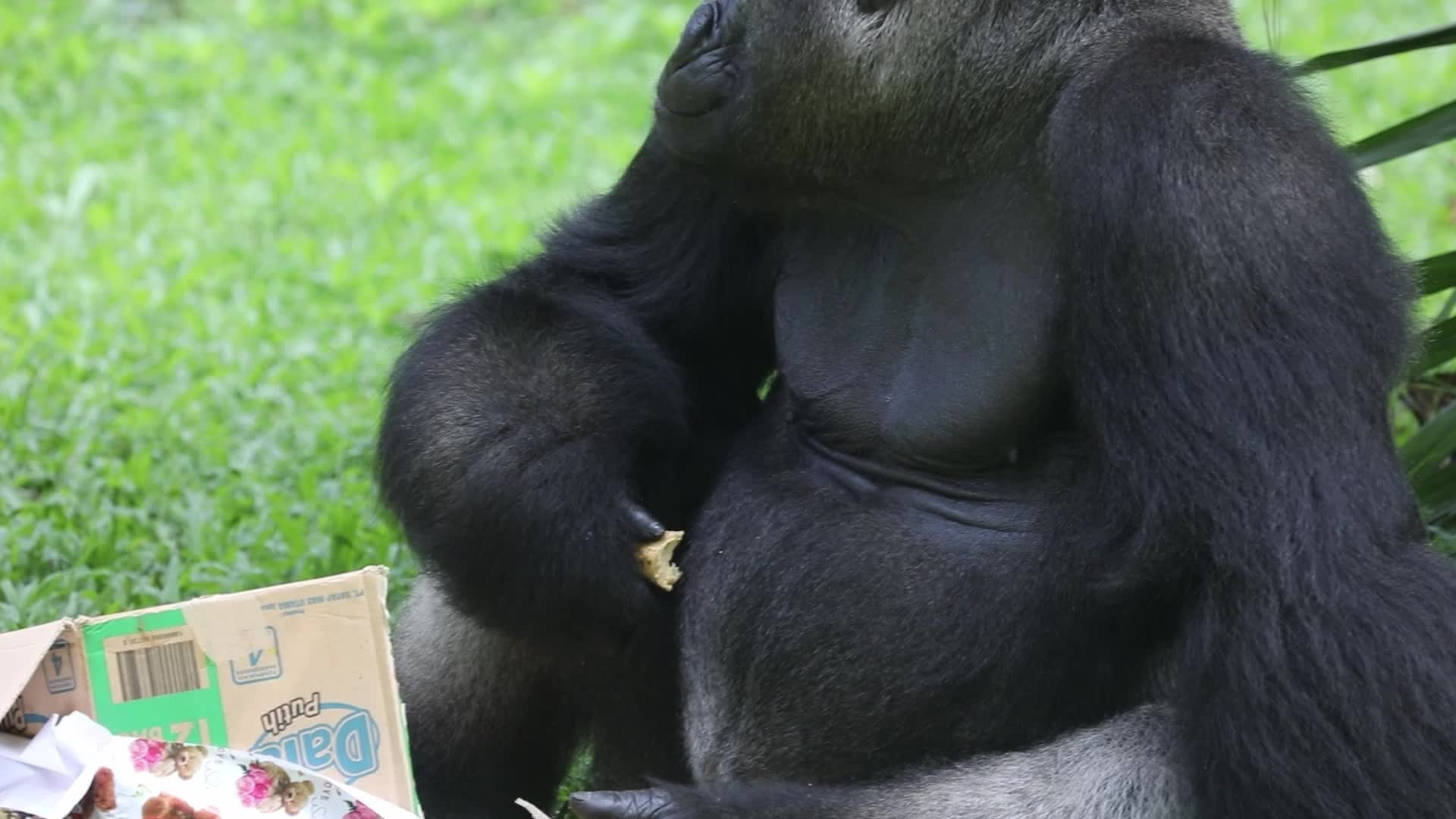Ragunan Zoo Holds Birthday Celebration for Gorillas Kumbo and Kihi