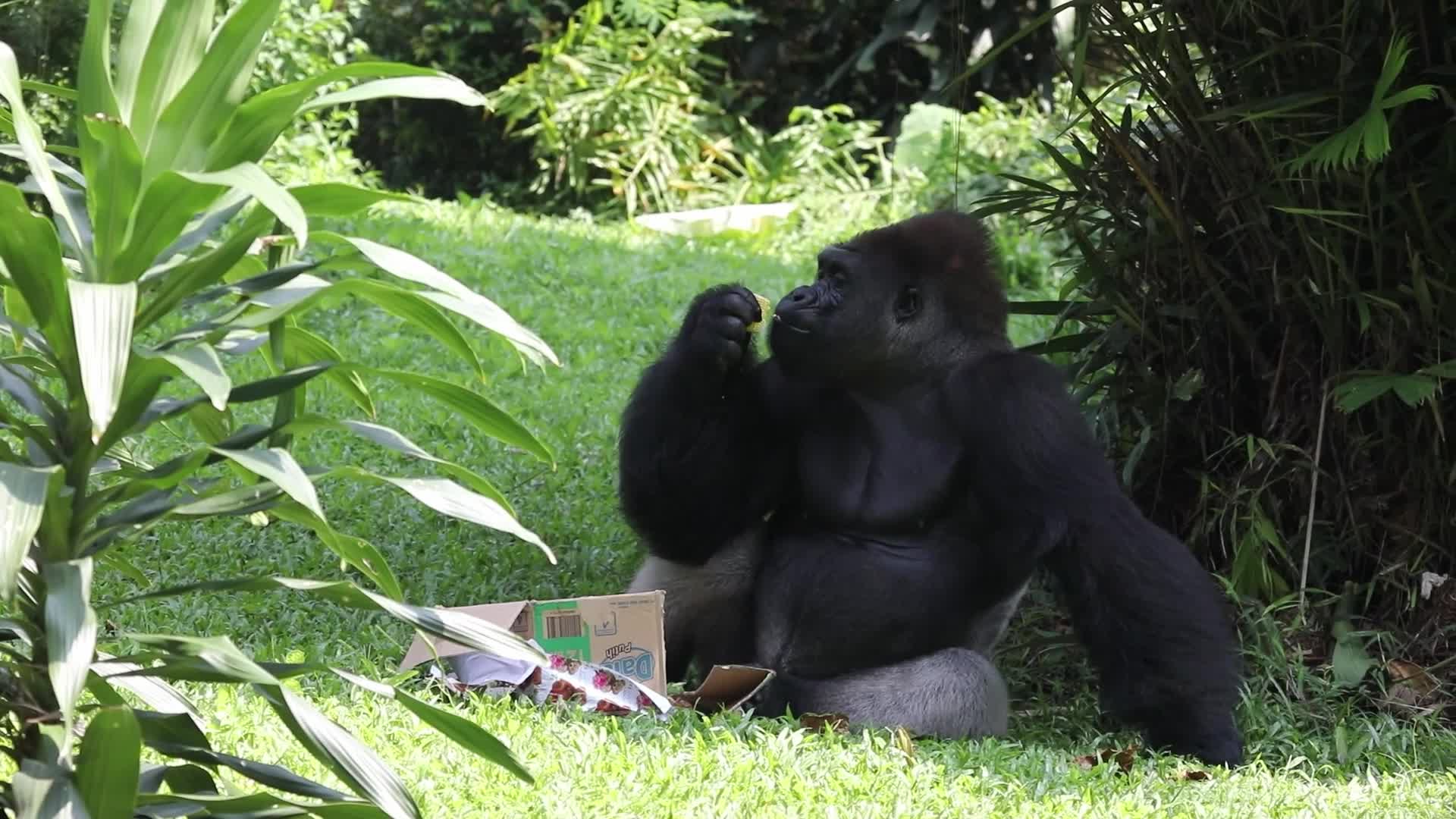 Ragunan Zoo Holds Birthday Celebration for Gorillas Kumbo and Kihi