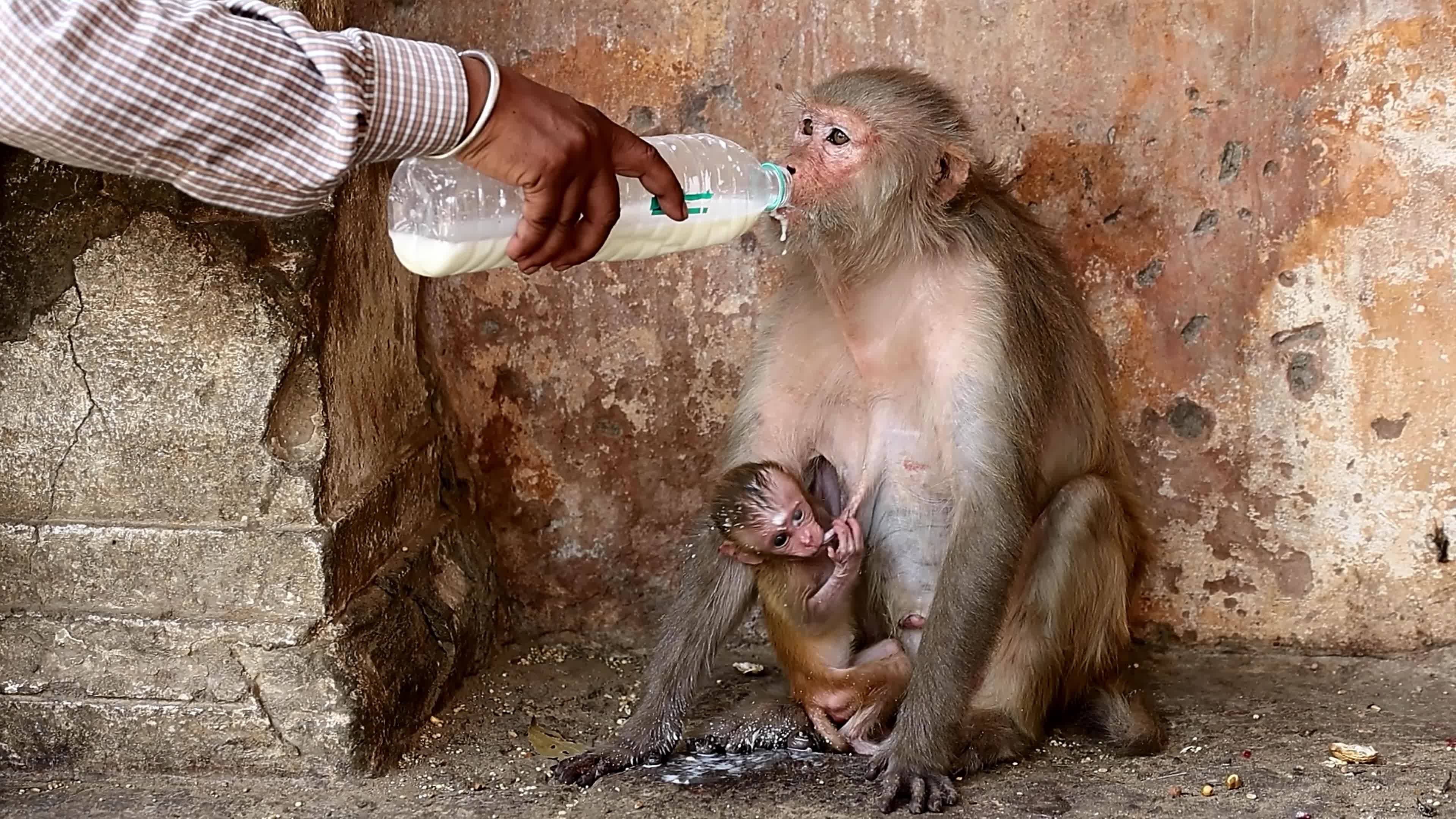 Macaques Drink Milk In Jaipur 