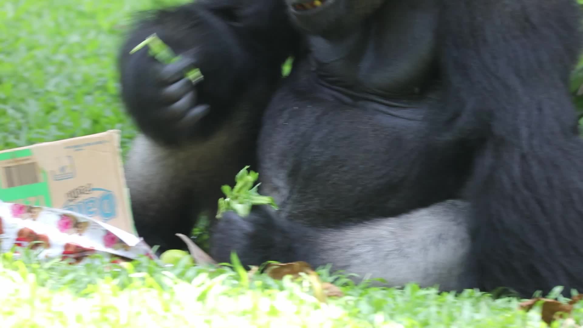 Ragunan Zoo Holds Birthday Celebration for Gorillas Kumbo and Kihi