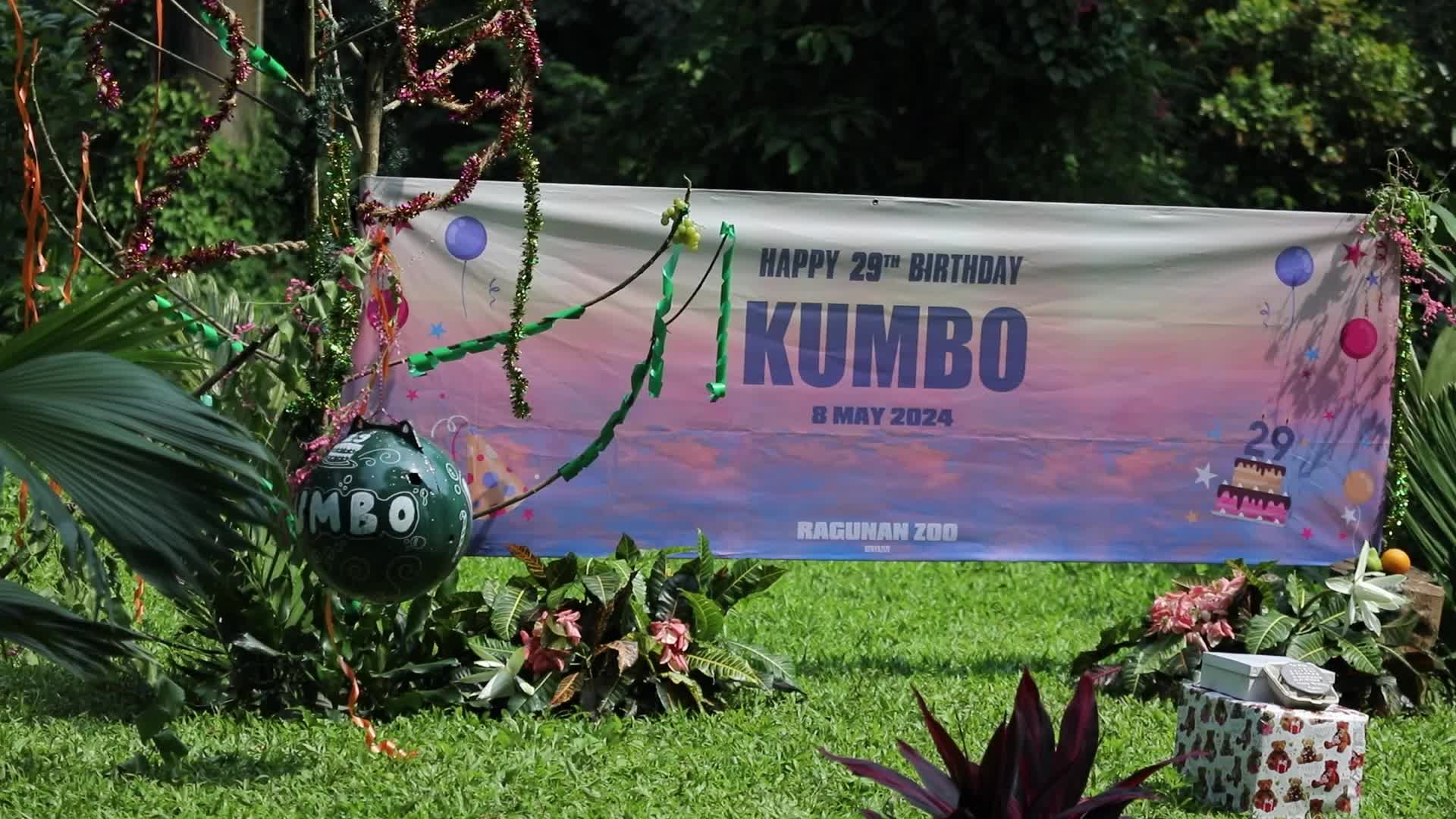 Ragunan Zoo Holds Birthday Celebration for Gorillas Kumbo and Kihi