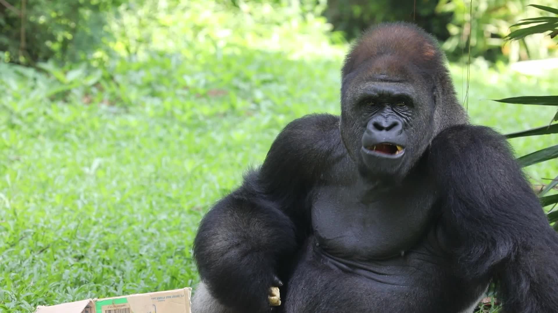 Ragunan Zoo Holds Birthday Celebration for Gorillas Kumbo and Kihi