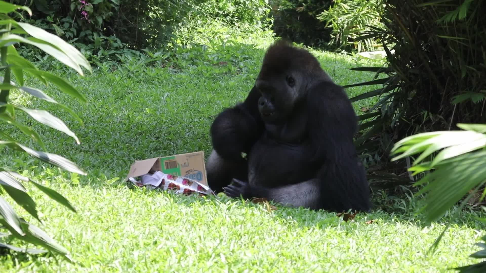 Ragunan Zoo Holds Birthday Celebration for Gorillas Kumbo and Kihi
