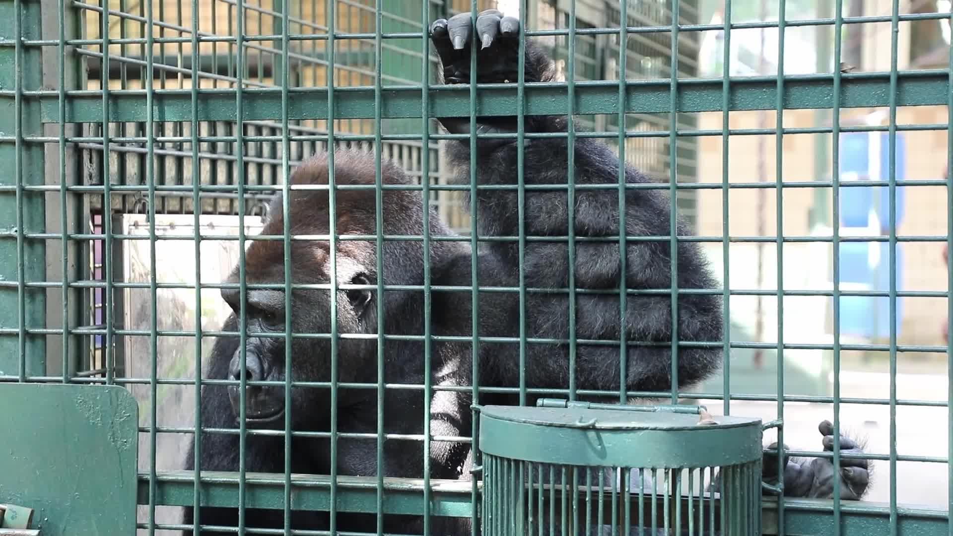 Ragunan Zoo Holds Birthday Celebration for Gorillas Kumbo and Kihi