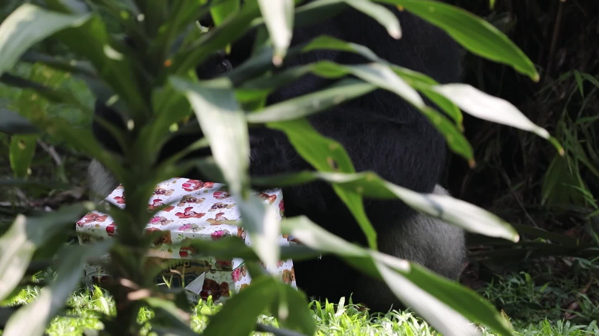 Ragunan Zoo Holds Birthday Celebration for Gorillas Kumbo and Kihi