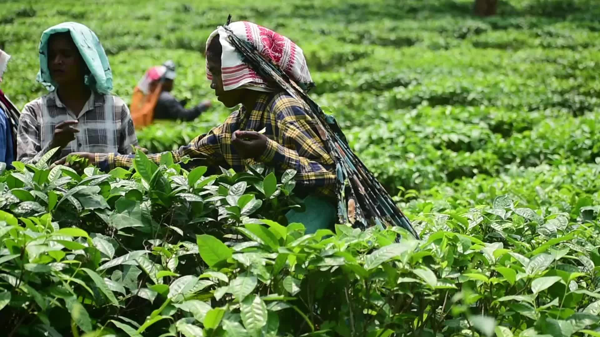Tea harvest in India