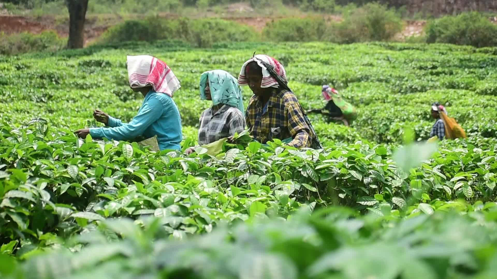 Tea harvest in India