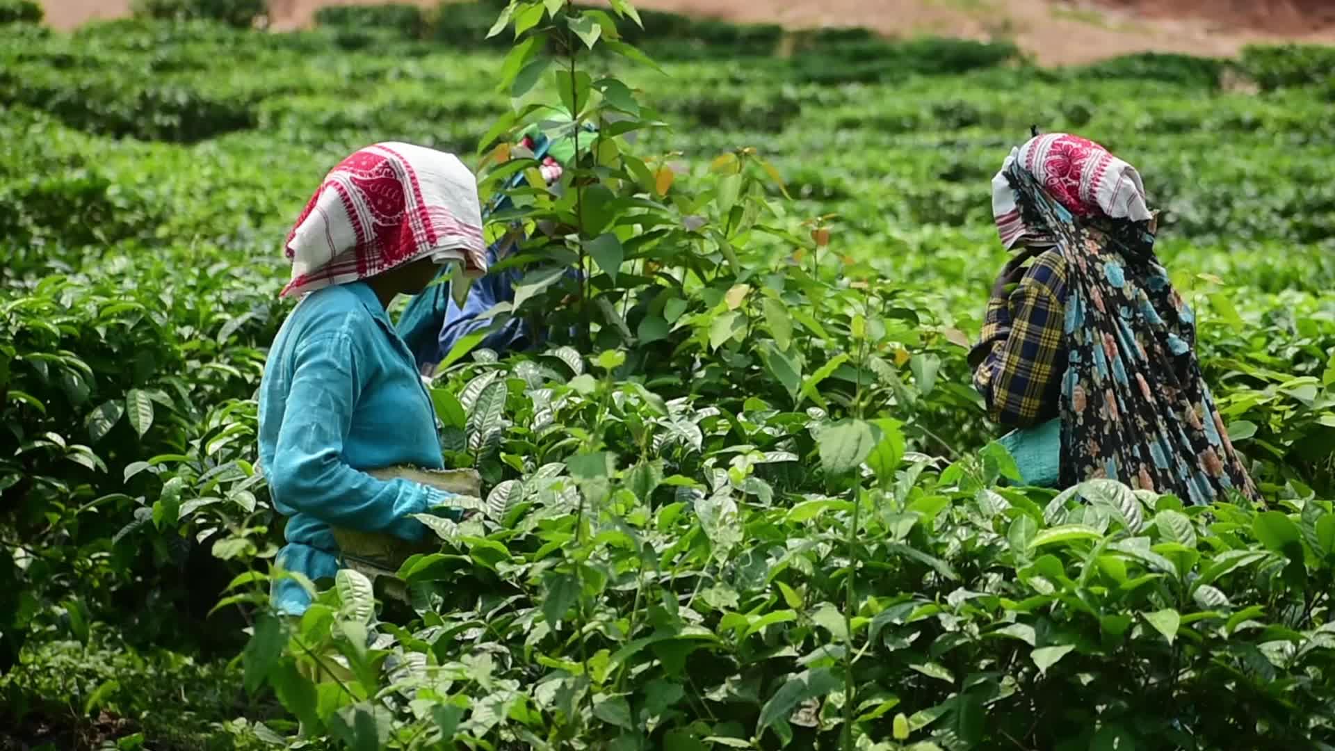 Tea harvest in India