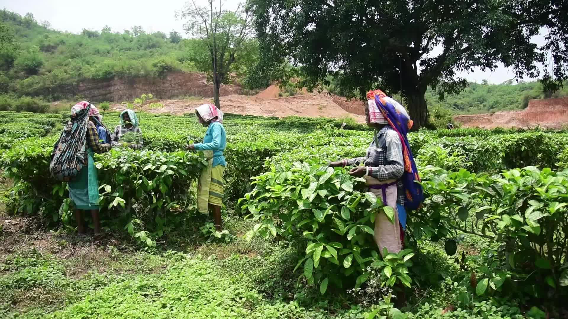 Tea harvest in India