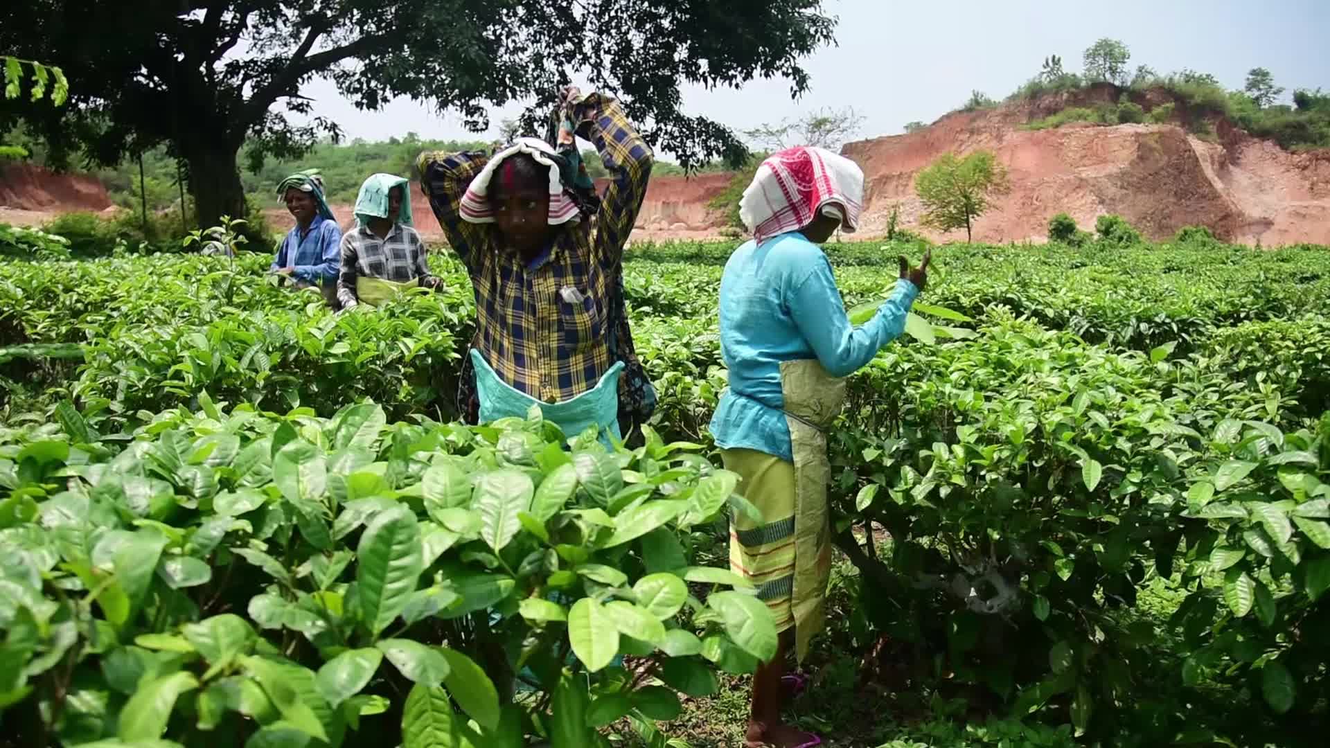 Tea harvest in India
