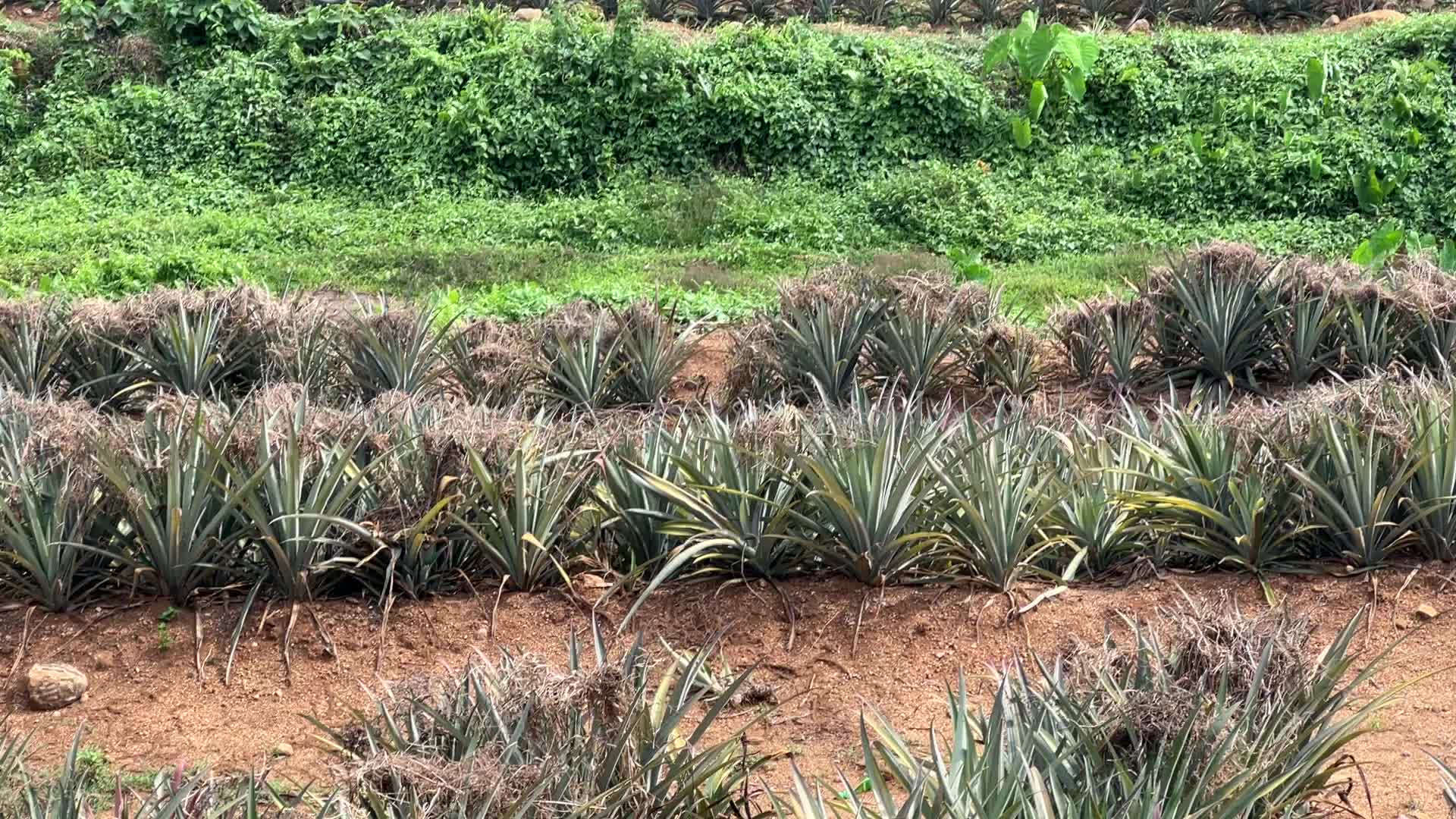 Pineapple plantation