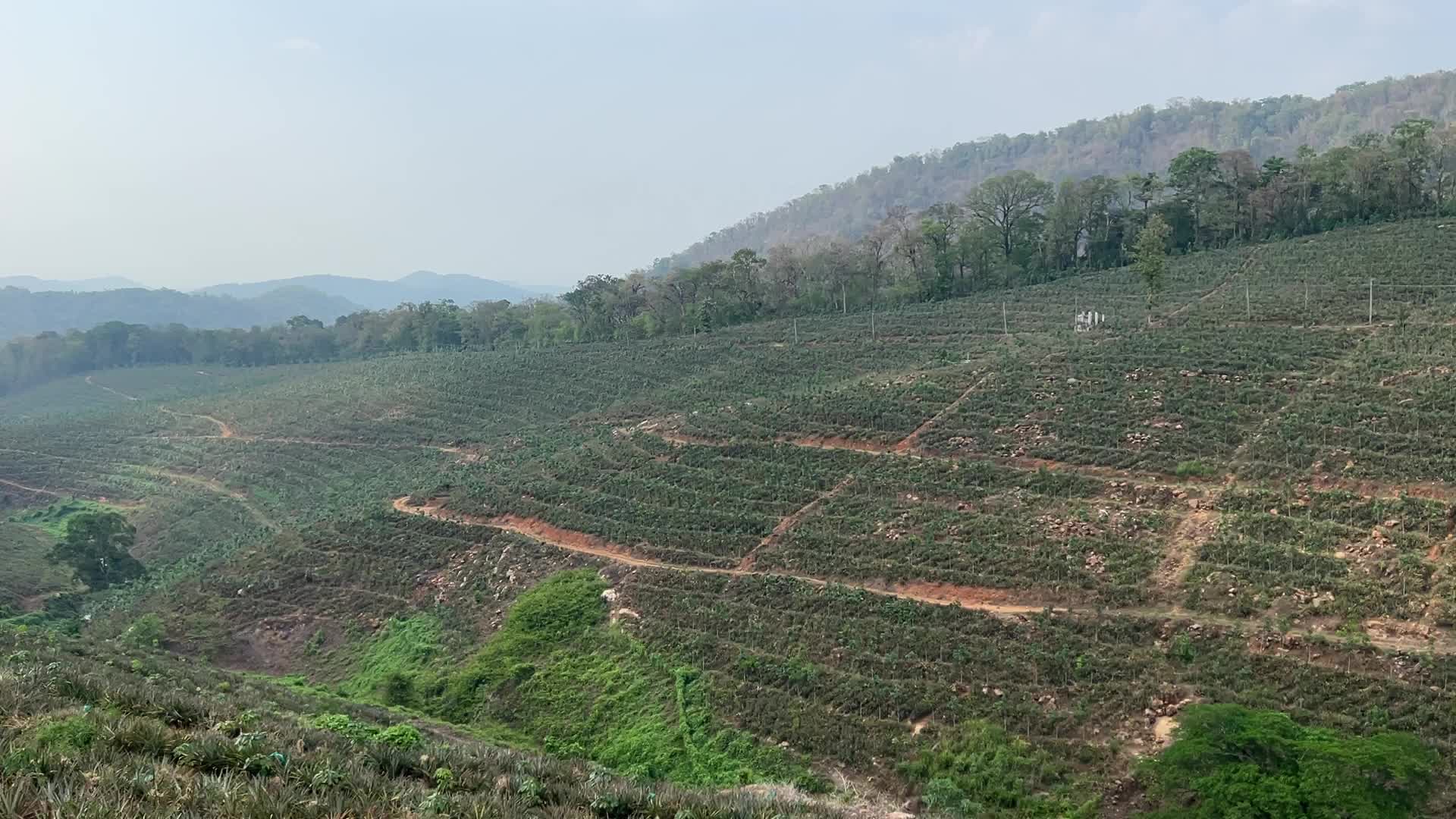 Pineapple plantation
