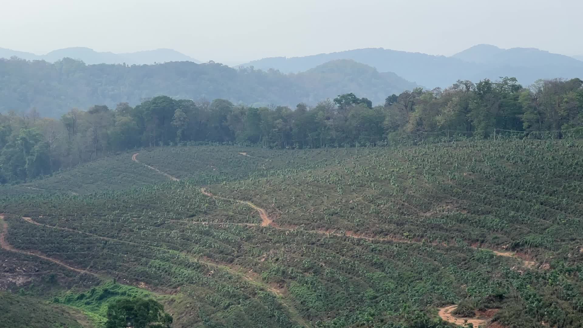 Pineapple plantation