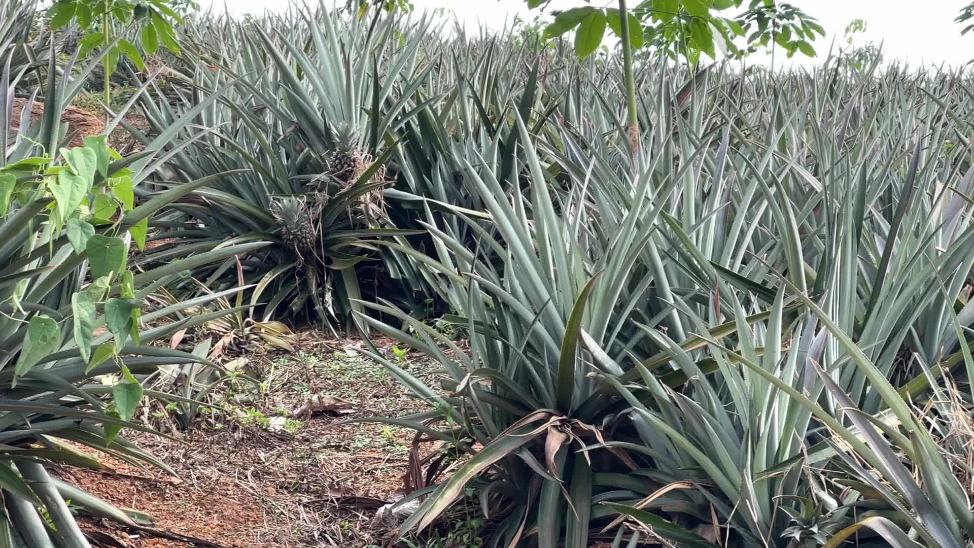 Pineapple plantation