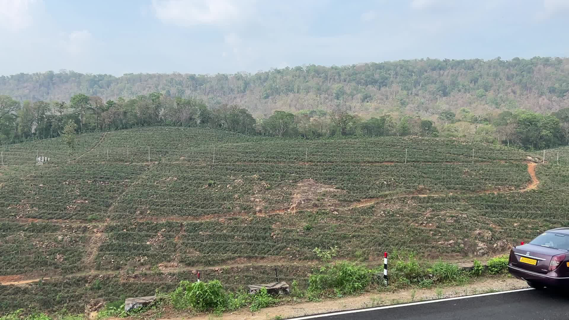 Pineapple plantation