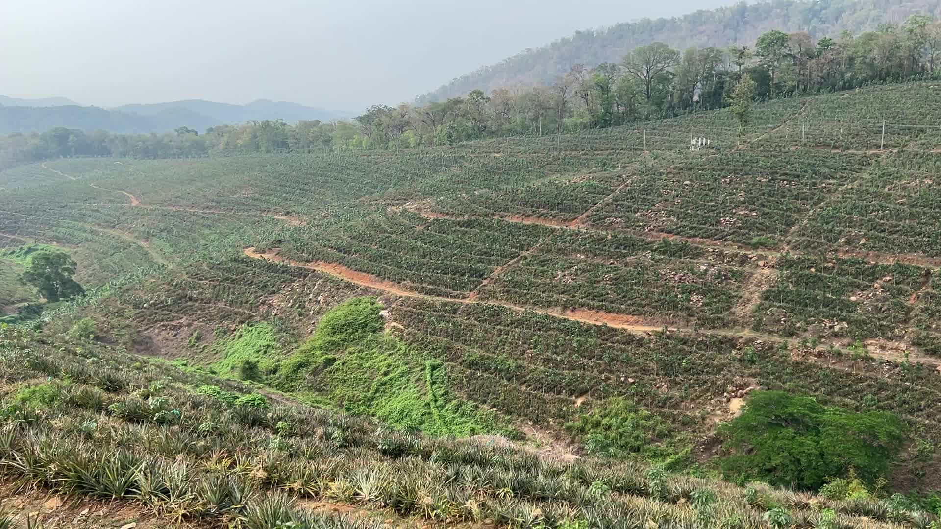 Pineapple plantation