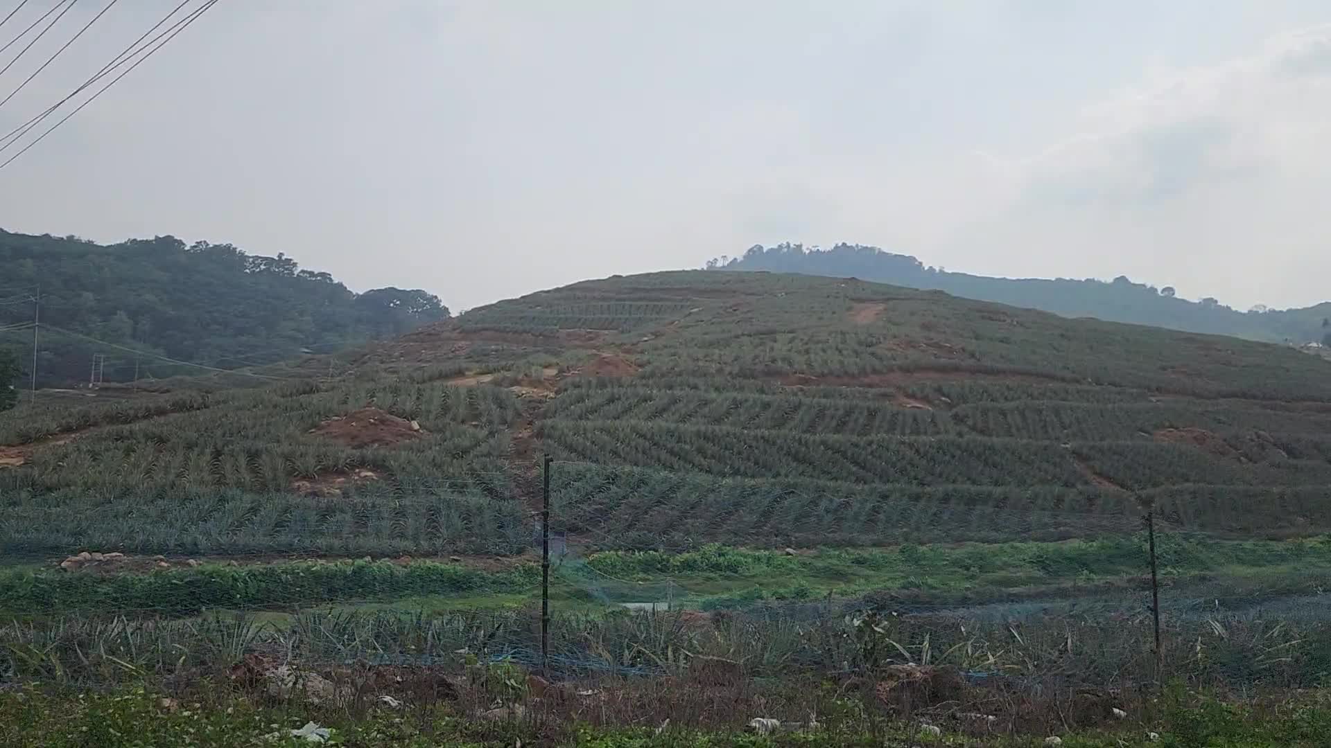 Pineapple plantation