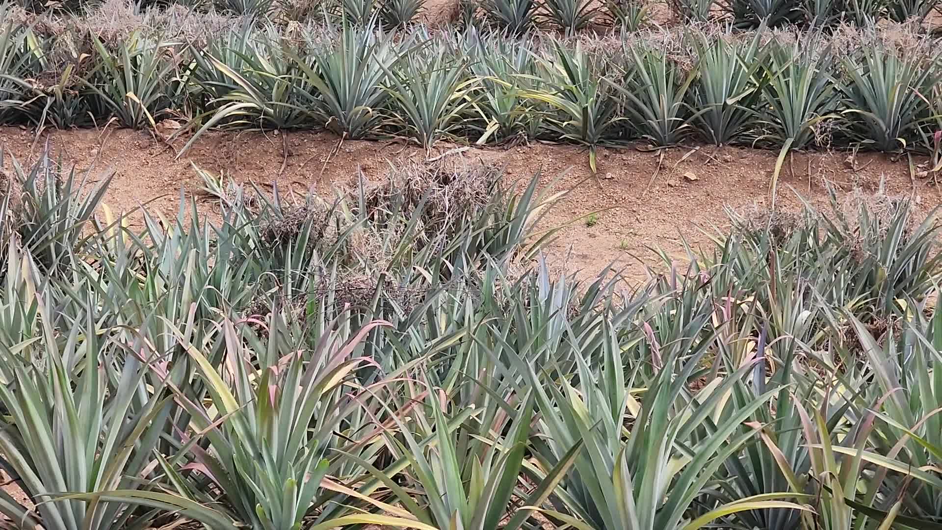 Pineapple plantation