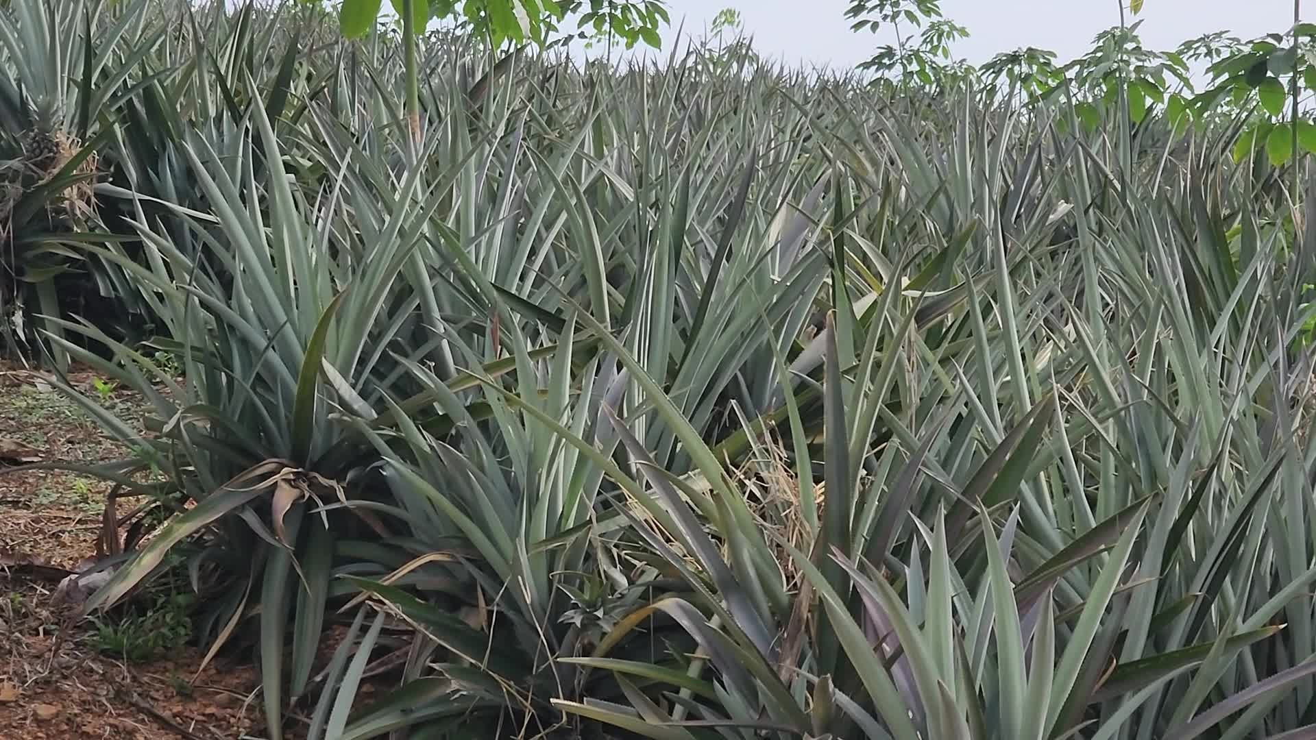 Pineapple plantation