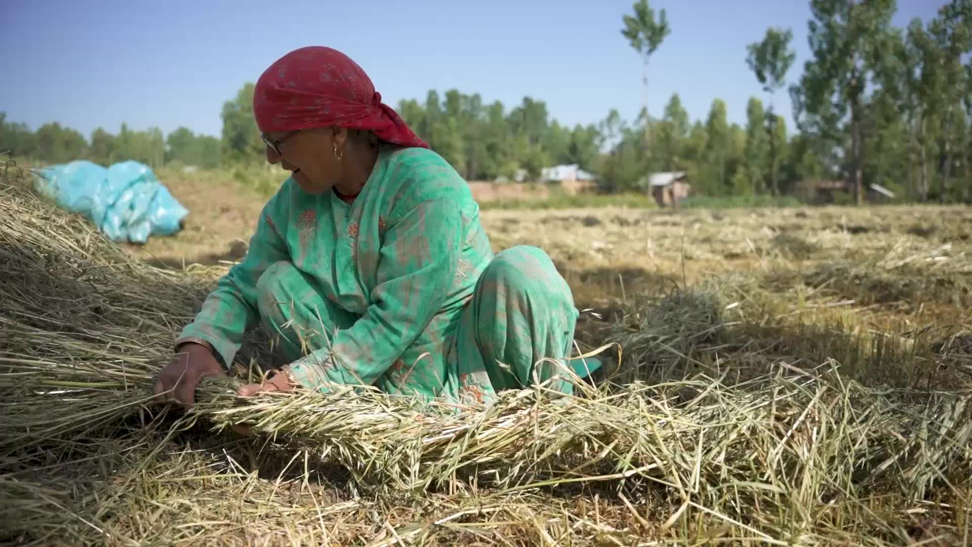 Daily Life in Budgam, Kashmir