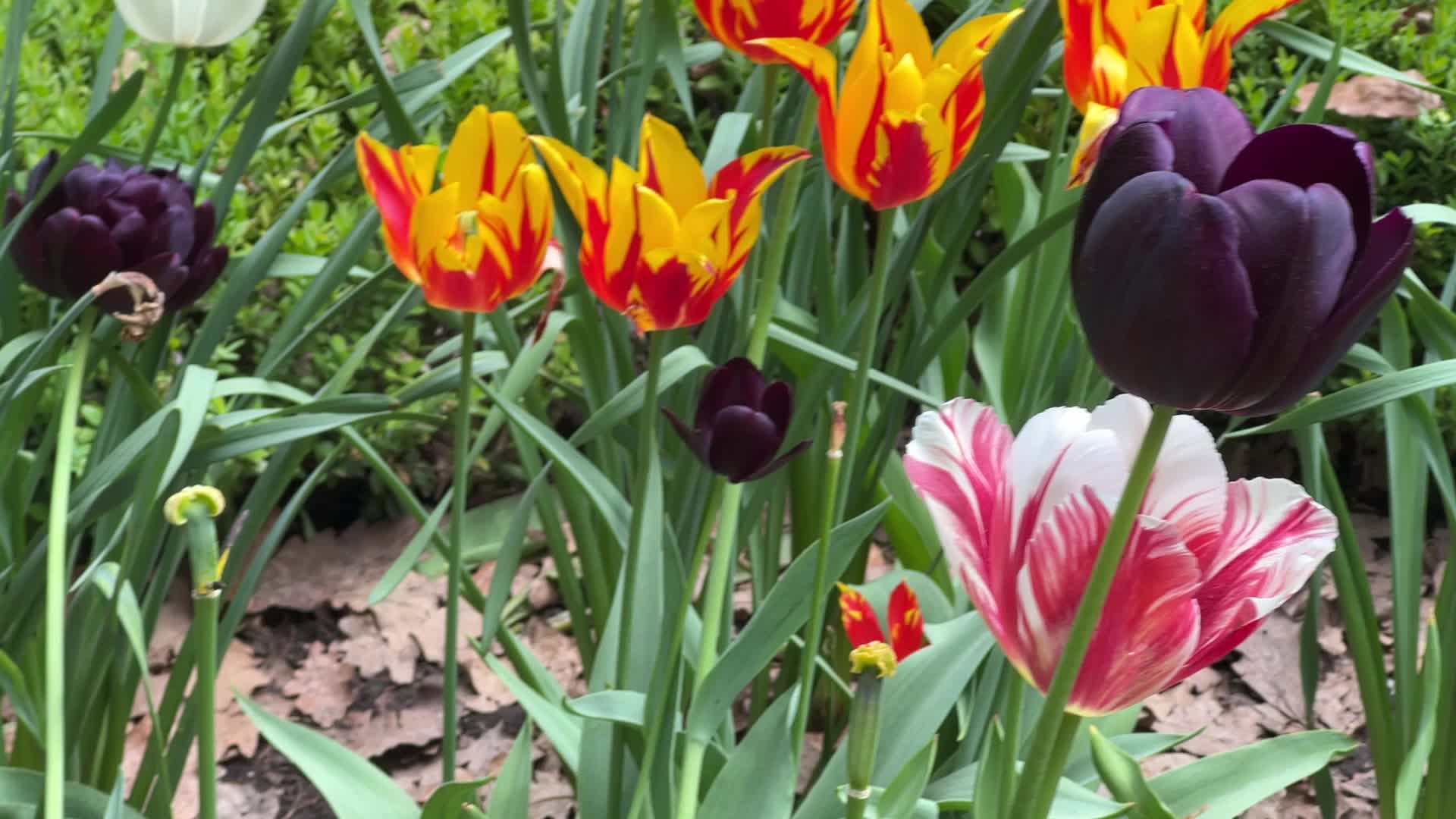Tulips in Toronto